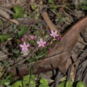 Centaurium sp. at Glen Allen, NSW - 18 Jan 2024