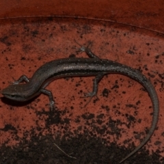 Unidentified Skink at Freshwater Creek, VIC - 5 Jun 2024 by WendyEM