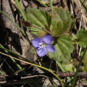 Veronica calycina at Glen Allen, NSW - 18 Jan 2024