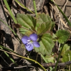 Veronica calycina at Glen Allen, NSW - 18 Jan 2024