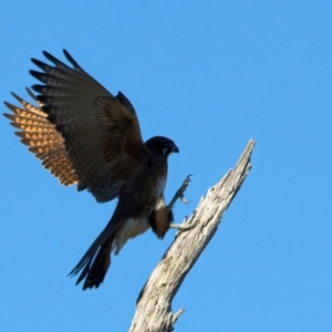 Falco berigora (Brown Falcon) at Winton North, VIC by jb2602