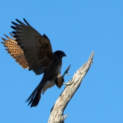 Falco berigora (Brown Falcon) at Winton Wetlands - 23 Jun 2024 by jb2602