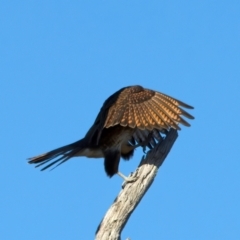 Falco berigora at Winton North, VIC - 23 Jun 2024 02:08 PM