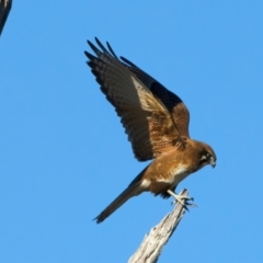 Falco berigora at Winton North, VIC - 23 Jun 2024 02:08 PM