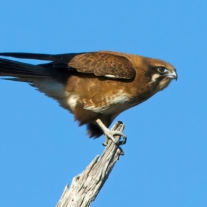 Falco berigora at Winton North, VIC - 23 Jun 2024 02:08 PM