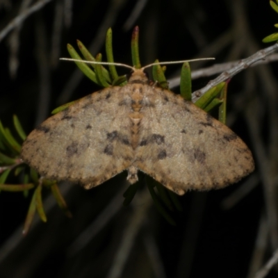 Poecilasthena scoliota (A Geometer moth (Larentiinae)) at WendyM's farm at Freshwater Ck. - 6 Jun 2024 by WendyEM