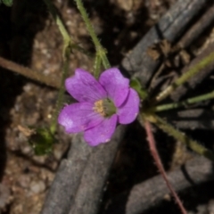 Geranium gardneri (Rough Crane's-Bill) at Glen Allen, NSW - 17 Jan 2024 by AlisonMilton