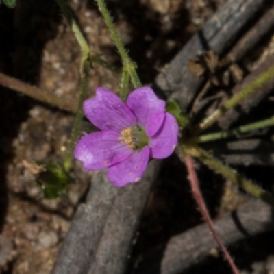 Geranium gardneri (Rough Crane's-Bill) at Glen Allen, NSW - 18 Jan 2024 by AlisonMilton