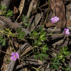 Geranium gardneri at Glen Allen, NSW - 18 Jan 2024 10:36 AM