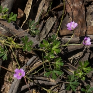 Geranium gardneri at Glen Allen, NSW - 18 Jan 2024