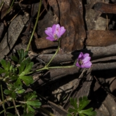 Geranium gardneri at Glen Allen, NSW - 18 Jan 2024