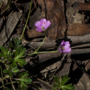 Geranium gardneri at Glen Allen, NSW - 18 Jan 2024