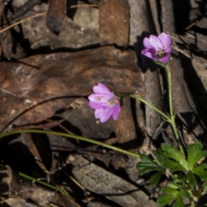 Geranium gardneri at Glen Allen, NSW - 18 Jan 2024 10:36 AM