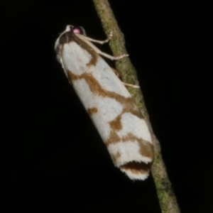 Chiriphe dichotoma at WendyM's farm at Freshwater Ck. - 6 Jun 2024