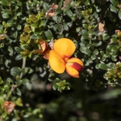 Mirbelia oxylobioides (Mountain Mirbelia) at Glen Allen, NSW - 17 Jan 2024 by AlisonMilton