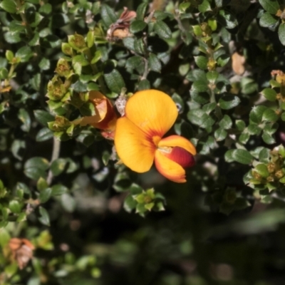 Mirbelia oxylobioides (Mountain Mirbelia) at Glen Allen, NSW - 17 Jan 2024 by AlisonMilton