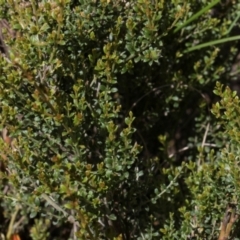 Mirbelia oxylobioides at Glen Allen, NSW - 18 Jan 2024