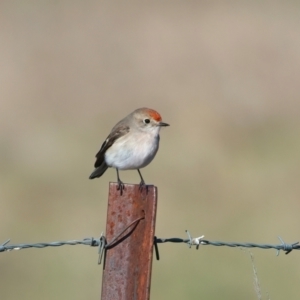 Petroica goodenovii (Red-capped Robin) at Winton North, VIC by jb2602