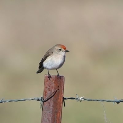 Petroica goodenovii (Red-capped Robin) at Winton Wetlands - 23 Jun 2024 by jb2602