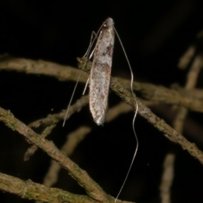 Ceromitia iolampra (A Fairy moth) at WendyM's farm at Freshwater Ck. - 6 Jun 2024 by WendyEM