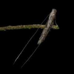 Ceromitia (genus) (A Fairy moth) at WendyM's farm at Freshwater Ck. - 6 Jun 2024 by WendyEM