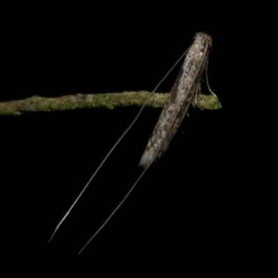 Ceromitia (genus) (A Fairy moth) at Freshwater Creek, VIC - 6 Jun 2024 by WendyEM