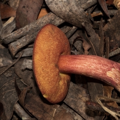 Boletus sp. at South East Forest National Park - 18 Jan 2024 by AlisonMilton