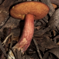 Boletus sp. at South East Forest National Park - 18 Jan 2024 01:01 PM