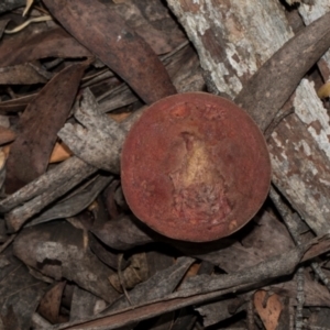 Boletus sp. at South East Forest National Park - 18 Jan 2024