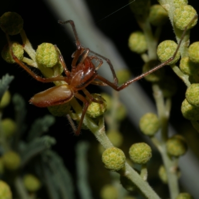 Cheiracanthium sp. (genus) (Unidentified Slender Sac Spider) at WendyM's farm at Freshwater Ck. - 6 Jun 2024 by WendyEM