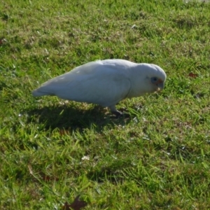 Cacatua sanguinea at Waurn Ponds, VIC - 7 Jun 2024