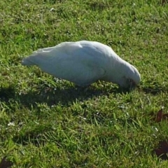 Cacatua sanguinea at Waurn Ponds, VIC - 7 Jun 2024 10:35 AM