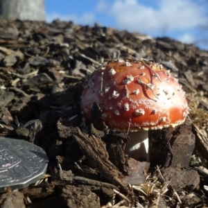 Amanita muscaria at Waurn Ponds, VIC - 7 Jun 2024 10:33 AM