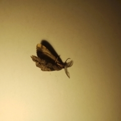 Boarmiini (tribe) (Unidentified Looper moth) at McKellar, ACT - 17 Jan 2024 by Amata