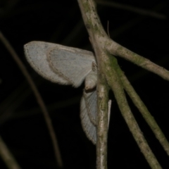 Poecilasthena scoliota (A Geometer moth (Larentiinae)) at Freshwater Creek, VIC - 10 Jun 2024 by WendyEM