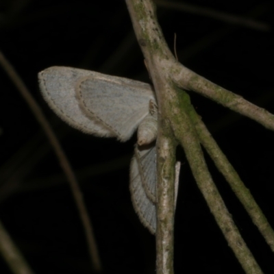 Poecilasthena scoliota (A Geometer moth (Larentiinae)) at WendyM's farm at Freshwater Ck. - 10 Jun 2024 by WendyEM