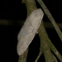 Poecilasthena scoliota at WendyM's farm at Freshwater Ck. - 10 Jun 2024