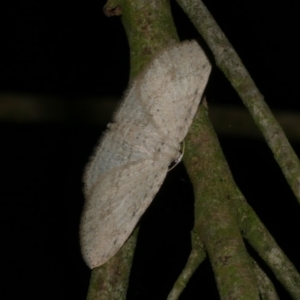 Poecilasthena scoliota at WendyM's farm at Freshwater Ck. - 10 Jun 2024