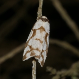 Chiriphe dichotoma at WendyM's farm at Freshwater Ck. - 10 Jun 2024