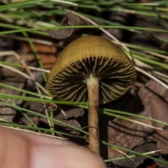 Unidentified Cap on a stem; gills below cap [mushrooms or mushroom-like] at Nunnock Swamp - 18 Jan 2024 by AlisonMilton