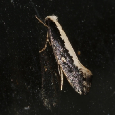 Monopis ethelella (Dead Sheep's Moth) at Freshwater Creek, VIC - 10 Jun 2024 by WendyEM