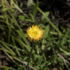 Coronidium scorpioides (Button Everlasting) at Glen Allen, NSW - 17 Jan 2024 by AlisonMilton