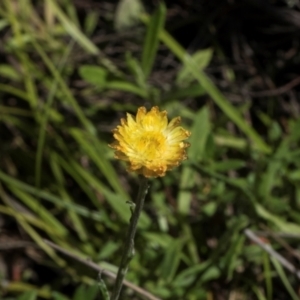 Coronidium scorpioides at Glen Allen, NSW - 18 Jan 2024