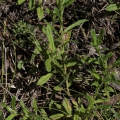 Coronidium scorpioides at Glen Allen, NSW - 18 Jan 2024