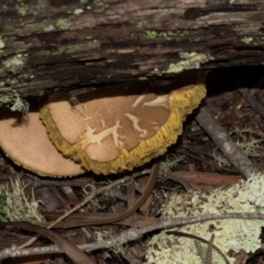 Bolete sp. (Bolete sp.) at Nunnock Swamp - 18 Jan 2024 by AlisonMilton