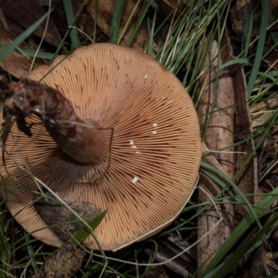 Lactarius eucalypti (Lactarius eucalypti) at South East Forest National Park - 18 Jan 2024 by AlisonMilton