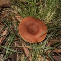 Lactarius eucalypti at South East Forest National Park - 18 Jan 2024 12:59 PM