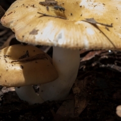 Russula sp. (genus) (Russula) at Nunnock Swamp - 18 Jan 2024 by AlisonMilton