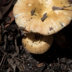 Russula sp. (genus) at Nunnock Swamp - 18 Jan 2024 01:12 PM