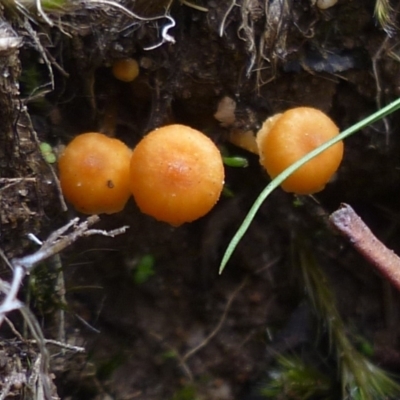 Unidentified Cap on a stem; gills below cap [mushrooms or mushroom-like] at Freshwater Creek, VIC - 16 Jun 2024 by WendyEM